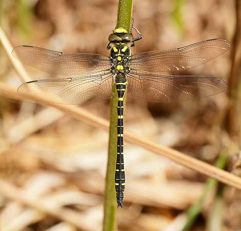 Golden-ringed Dragonfly Cordulegaster boltonii