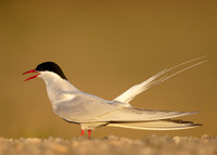 Arctic Tern Sterna paradisaea