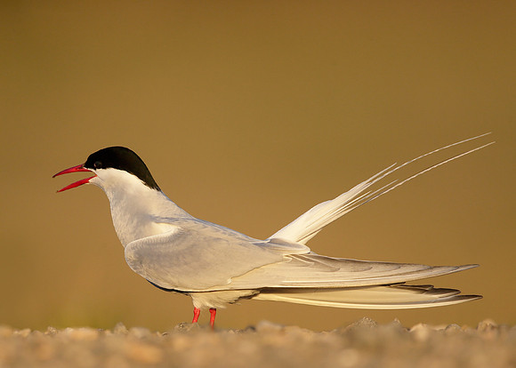 Arctic Tern Sterna paradisaea