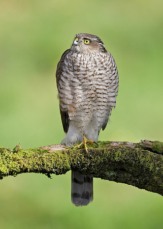 Sparrowhawk Accipiter nisus