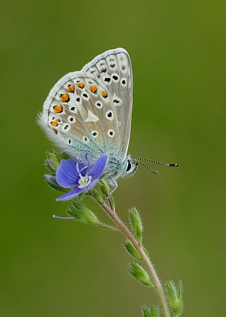 Common Blue Polyommatus icarus