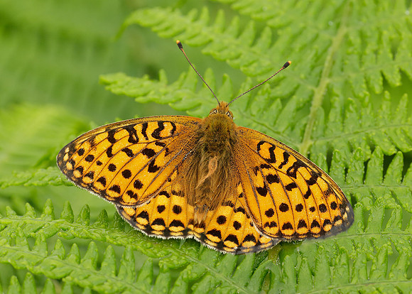 Dark Green Fritillary Argynnis aglaja