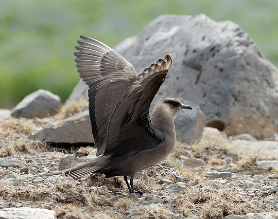 Arctic Skua Stercorarius parasiticus