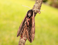 69.006 BF1976 Privet Hawk-moth Sphinx ligustri