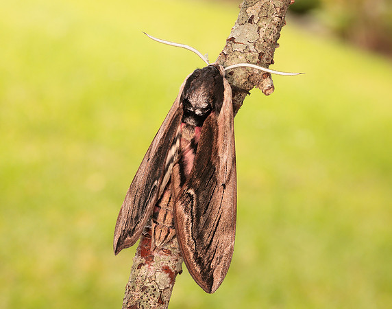 69.006 BF1976 Privet Hawk-moth Sphinx ligustri