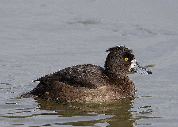 Tufted Duck Aythya fuligula