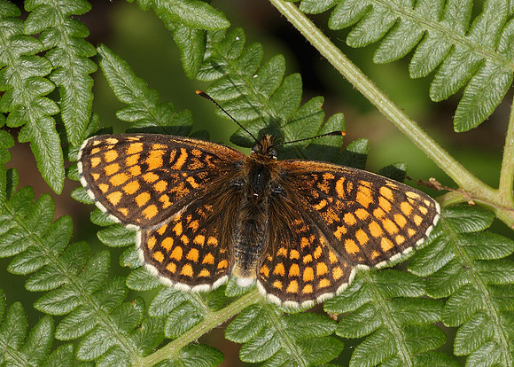 Heath Fritillary Melitaea athalia