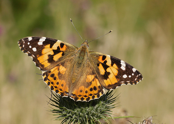 Painted Lady Vanessa cardui