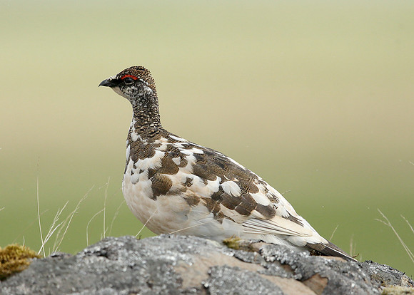 Ptarmigan Lagopus mutus