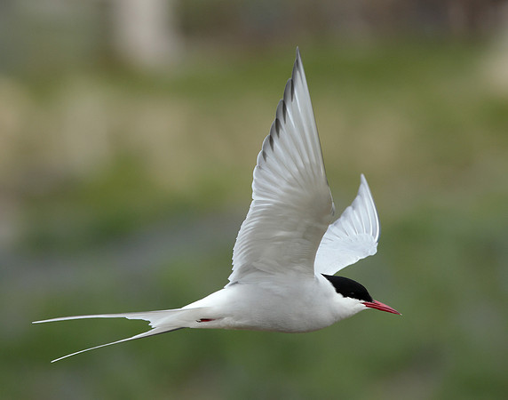 Arctic Tern Sterna paradisaea