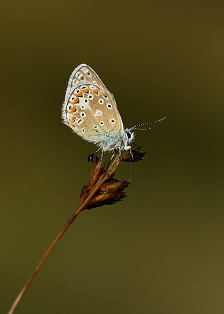 Common Blue Polyommatus icarus