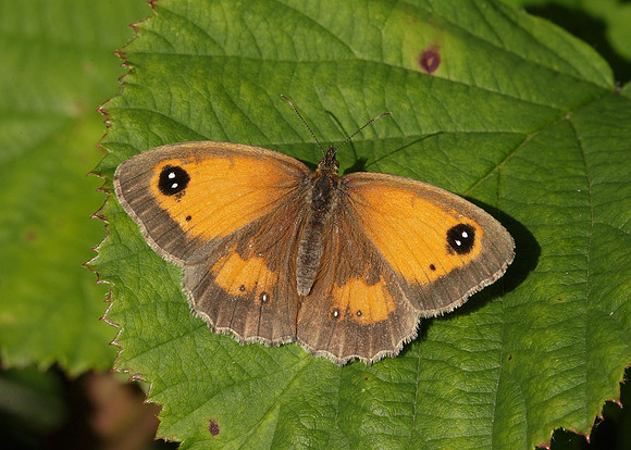 Gatekeeper Pyronia tithonus