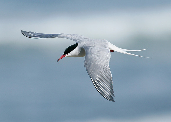 Arctic Tern Sterna paradisaea