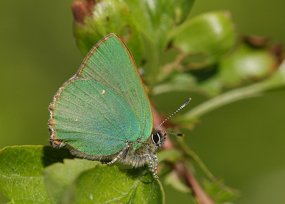 Green Hairstreak Callophrys rubi