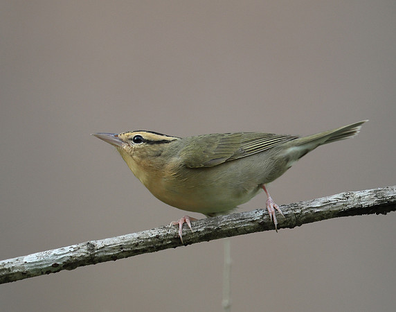 Worm-eating Warbler Helmitheros vermivorum