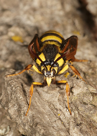 52.002 BF0370 Hornet Moth Sesia apiformis