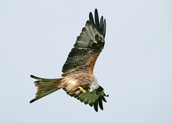 Red Kite Milvus milvus