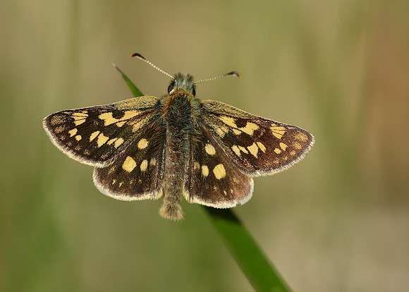 Chequered Skipper Carterocephalus palaemon