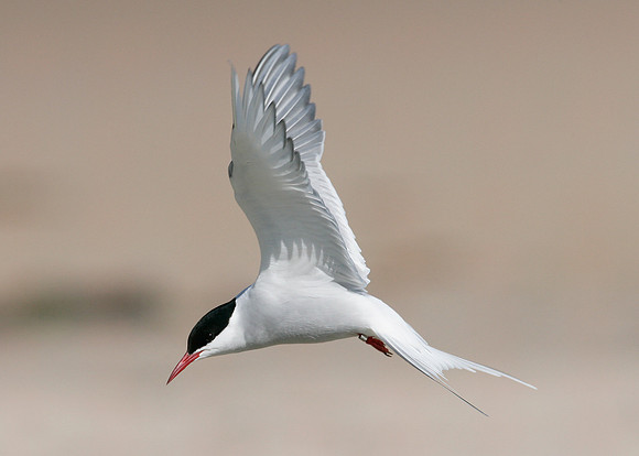 Arctic Tern Sterna paradisaea