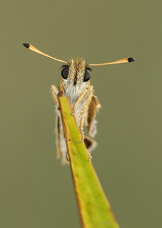 Essex Skipper Thymelicus lineola