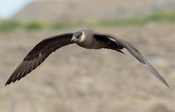 Arctic Skua Stercorarius parasiticus