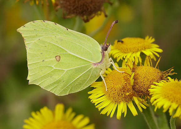 Brimstone Gonepteryx rhamni
