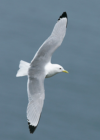 Kittiwake Rissa tridactyla