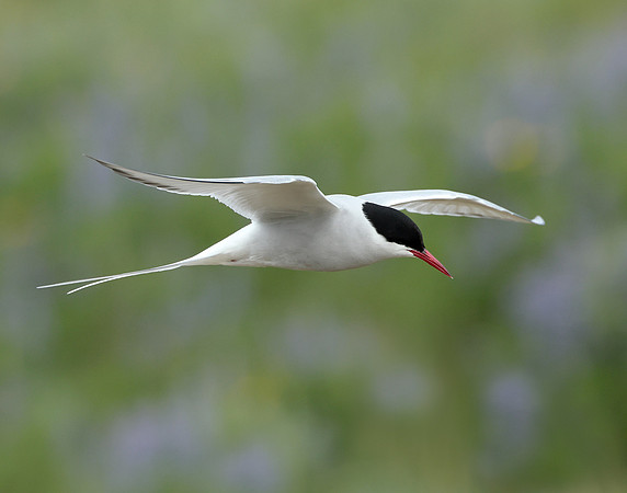 Arctic Tern Sterna paradisaea