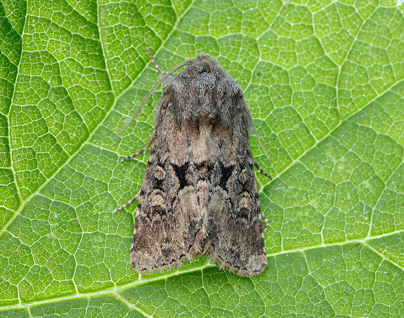 73.131 BF2353 Flounced Rustic Luperina testacea