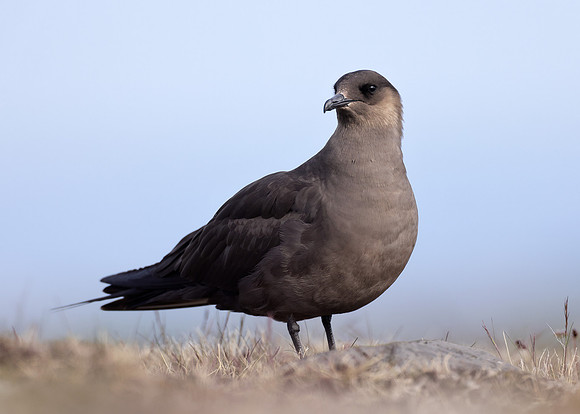 Arctic Skua Stercorarius parasiticus
