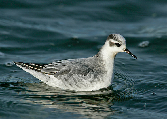 Grey Phalarope Phalaropus fulicarius