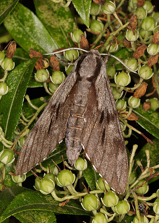 69.007 BF1978 Pine Hawk-moth Hyloicus pinastri