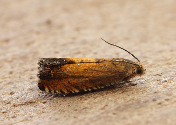 49.376 BF1233 Pammene aurita
