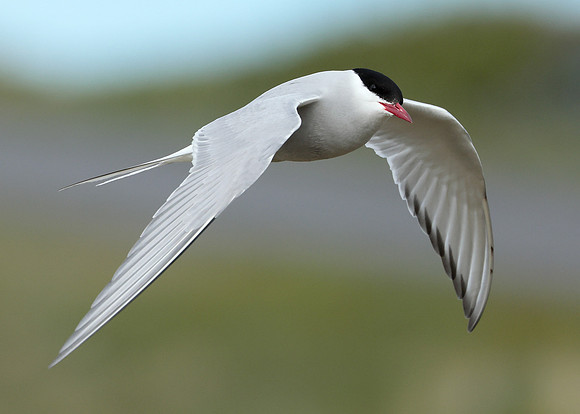 Arctic Tern Sterna paradisaea