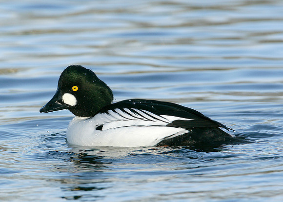 Goldeneye Bucephala clangula