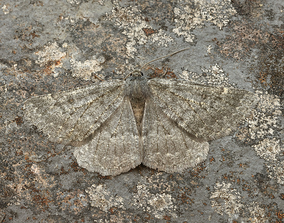 70.285 BF1963 Scotch Annulet Gnophos obfuscata
