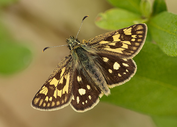 Chequered Skipper Carterocephalus palaemon