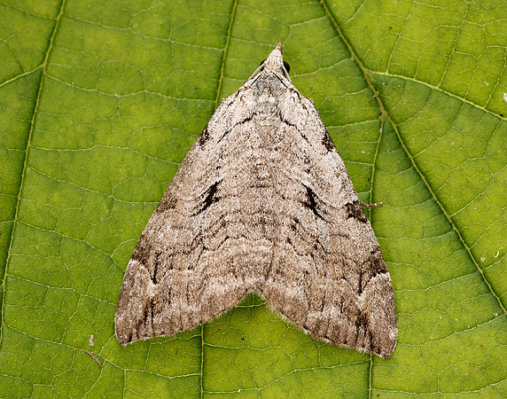 70.192 BF1867 Treble-bar Aplocera plagiata