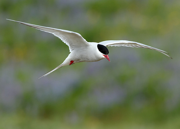 Arctic Tern Sterna paradisaea