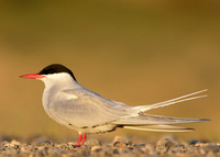 Arctic Tern Sterna paradisaea