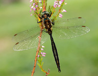 Northern Emerald Somatochlora arctica