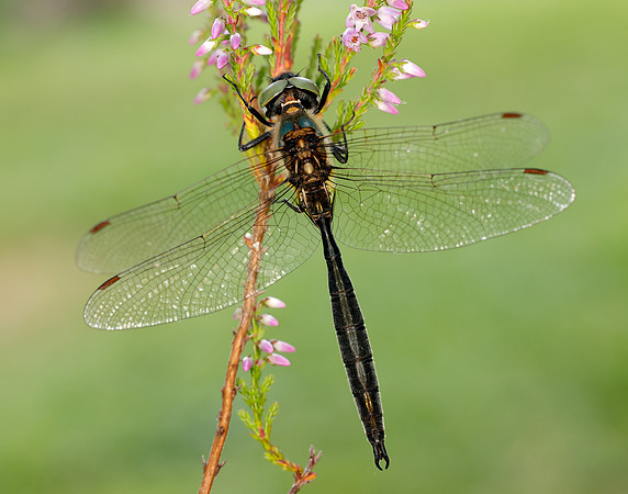 Northern Emerald Somatochlora arctica