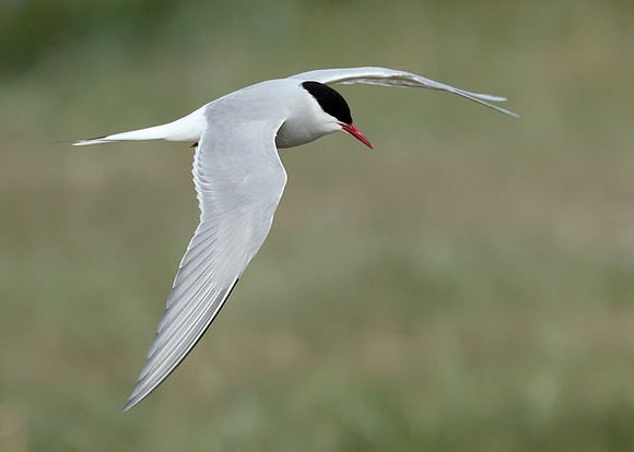 Arctic Tern Sterna paradisaea