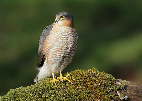 Sparrowhawk Accipiter nisus