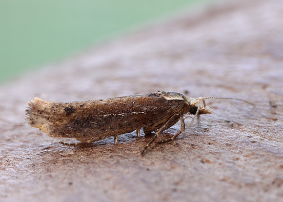 17.010 BF460 Ypsolopha parenthesella
