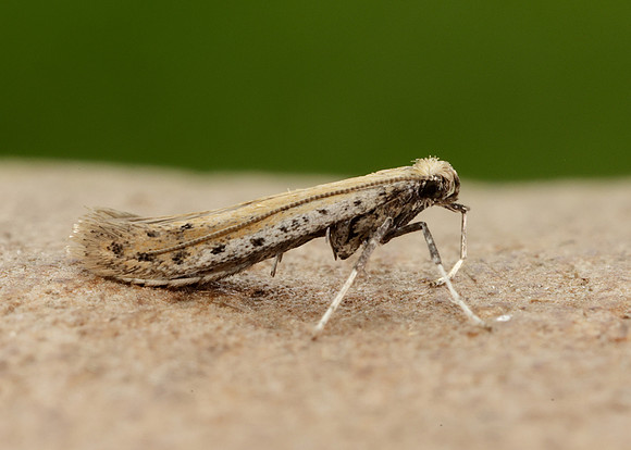 15.015 BF294 Aspilapteryx tringipennella