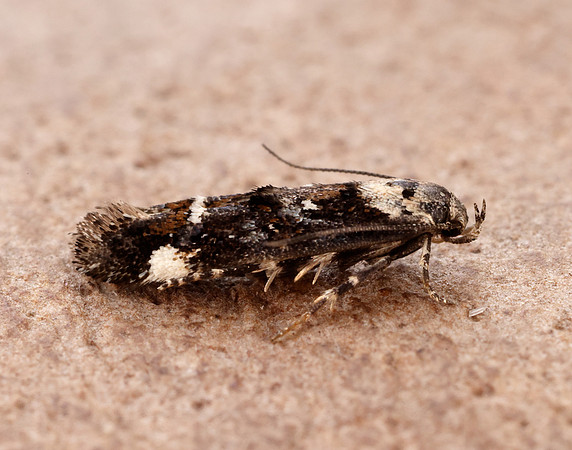 40.001 BF885 Mompha conturbatella