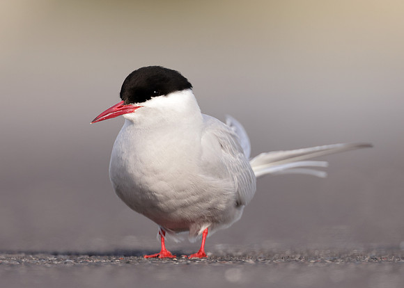 Arctic Tern Sterna paradisaea