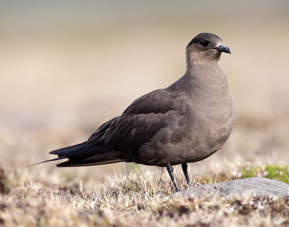 Arctic Skua Stercorarius parasiticus