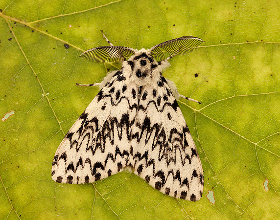 72.010 BF2033 Black Arches Lymantria monacha